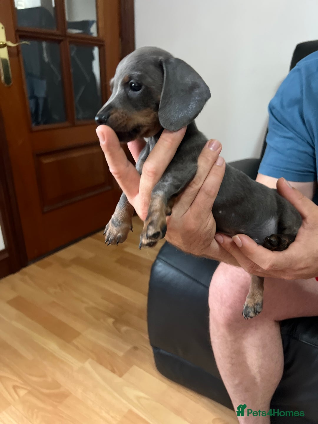 Dachshund dogs for sale: 4 Beautiful miniture dachshunds  - Image 14