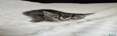 Mixed Breed Kitten 5