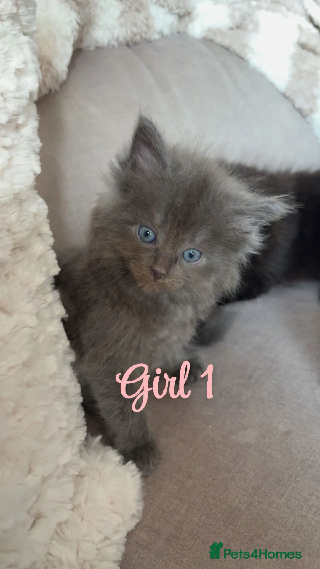 Mixed Breed cats for sale: Mainecoon cross kittens  - Advert 2