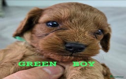 Cavapoo dogs for sale: cavapoo puppies - Image 3