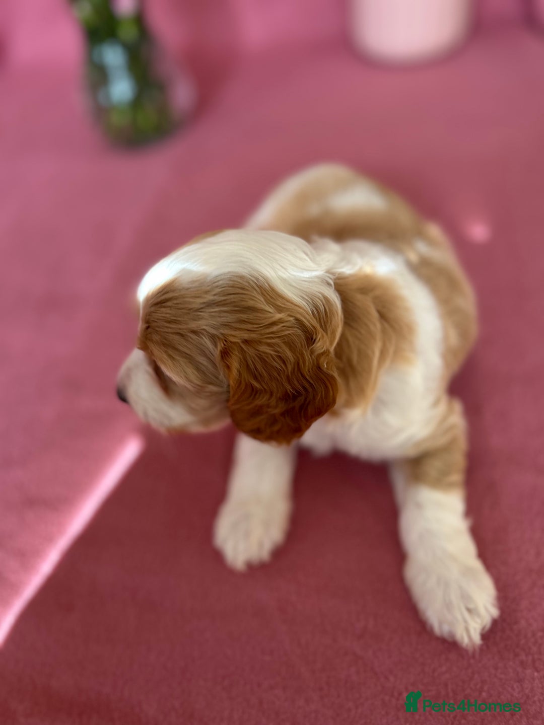 Cockapoo dogs for sale: Cocker Spaniel x Cockapoo Puppies Ready Soon  - Image 10