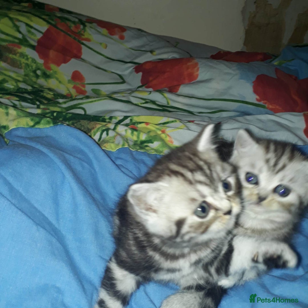 British Shorthair cats for sale: Bsh. Silver Tabby Classic .GCCF . - Advert 18