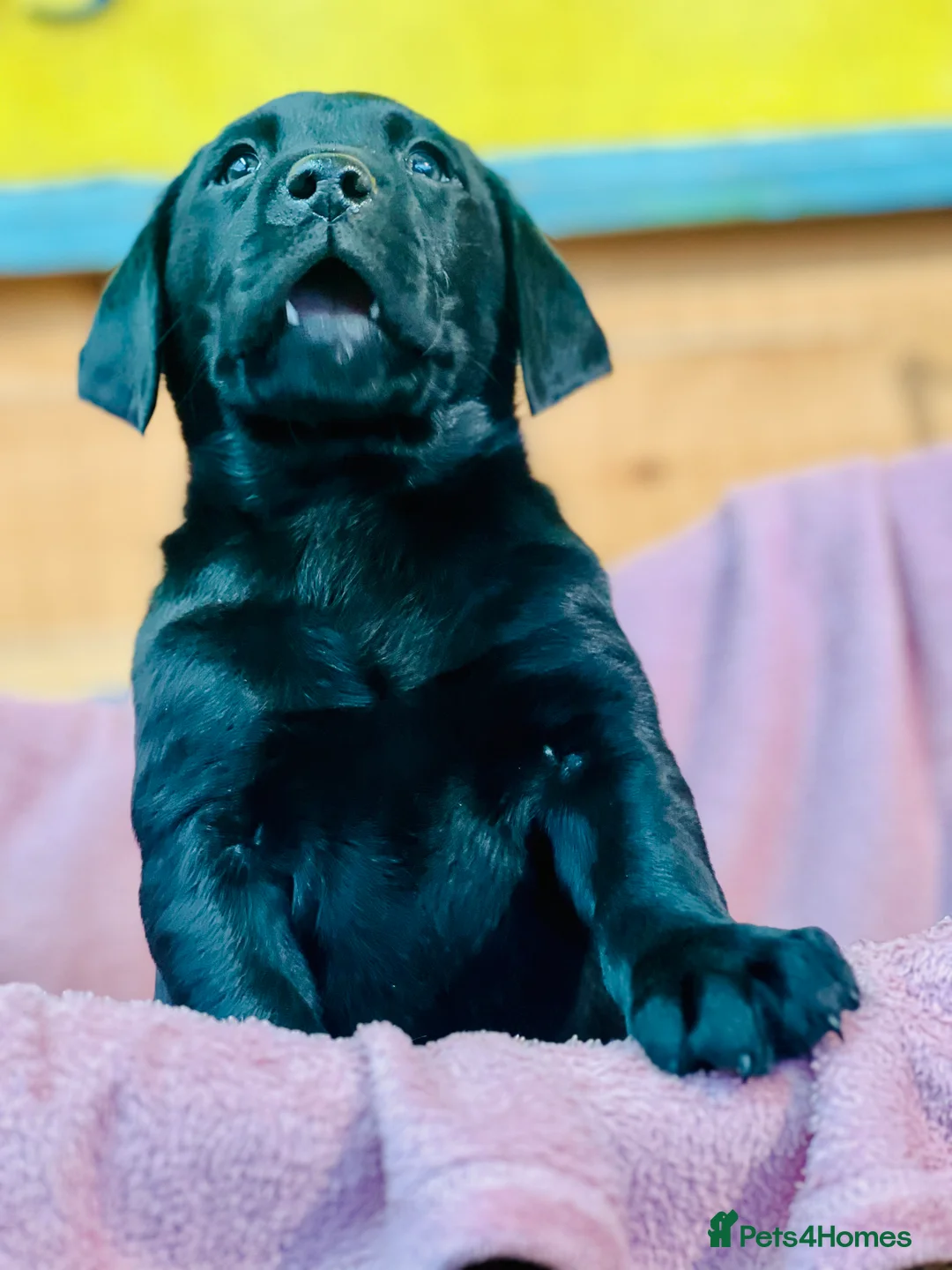 Labrador Retriever dogs for sale: KC Labrador Pups Chunky Traditional  Working - Advert 19