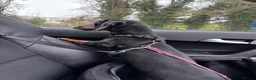 Miniature Dachshund dogs for sale: Miniature Dashshund looking for new home  in Scarborough - Advert 2