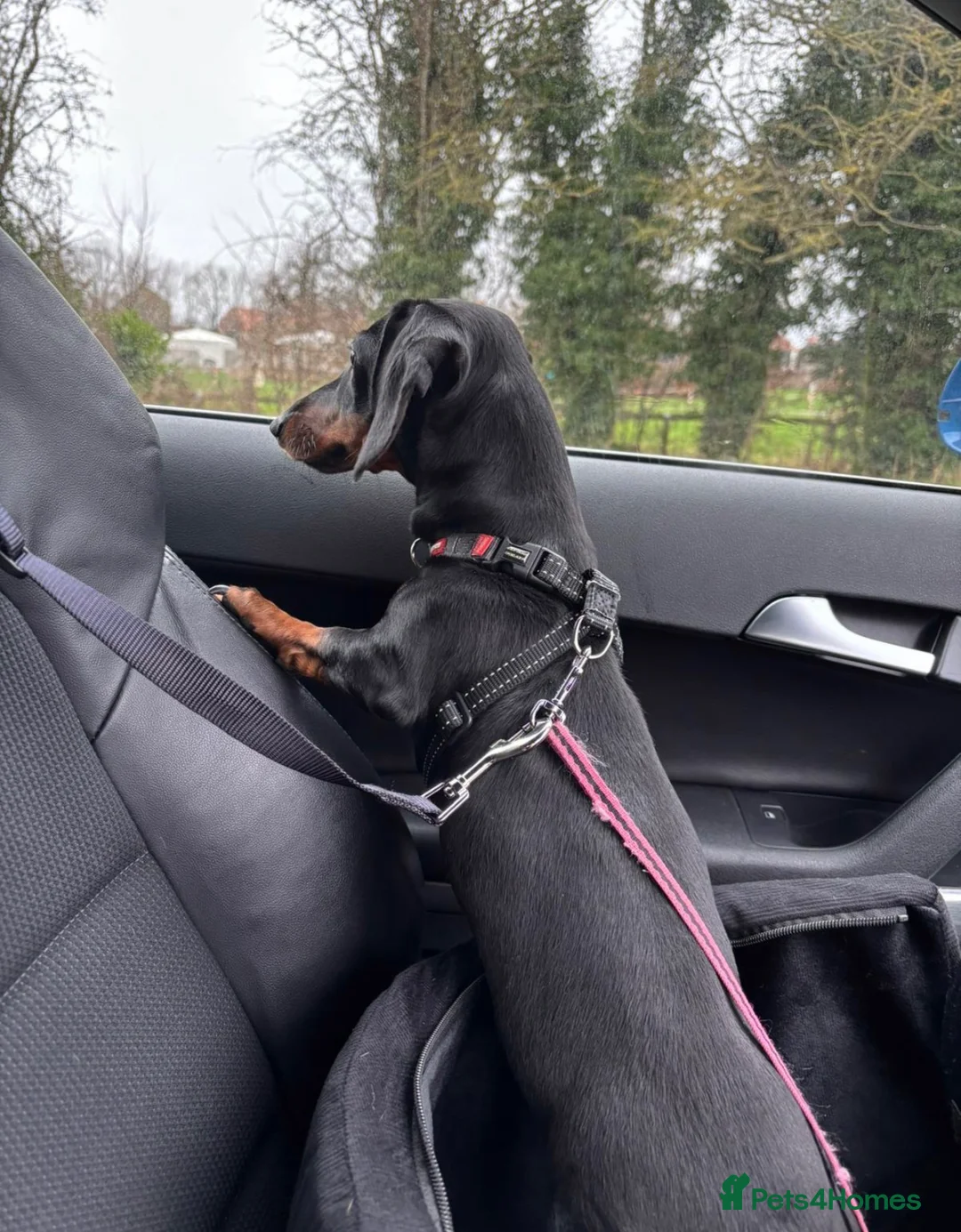 Miniature Dachshund dogs for sale: Miniature Dashshund looking for new home  in Scarborough - Advert 2