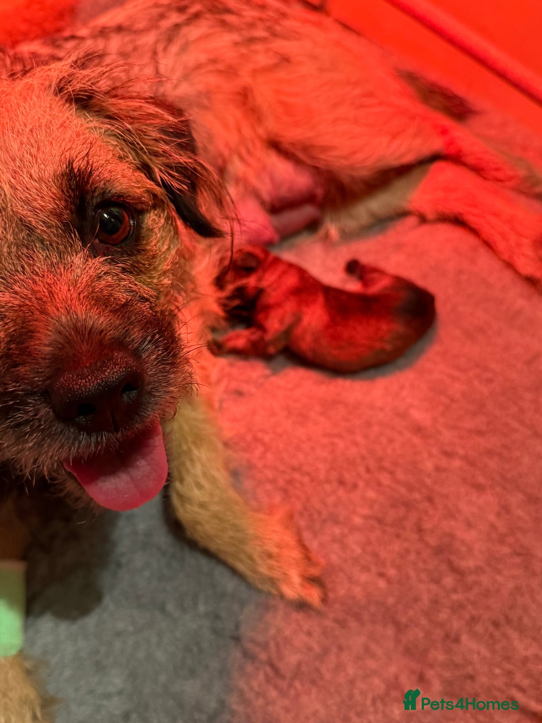 Border Terrier dogs for sale: border puppy  - Advert 2