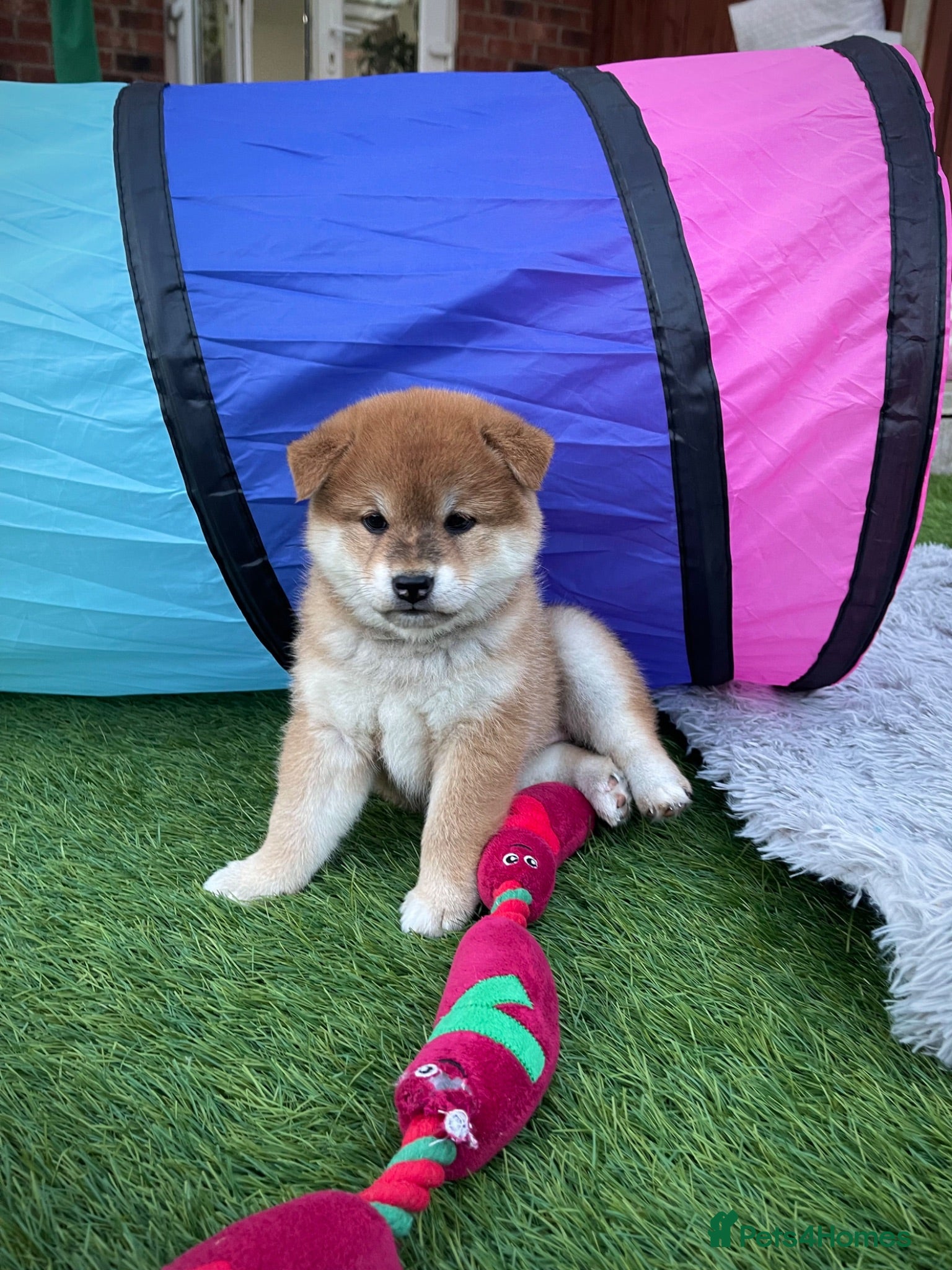 Japanese Shiba Inu dogs KC registered Japanese Shiba Inu puppies - Advert 6