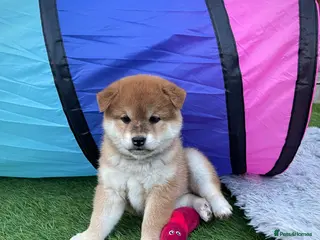 Japanese Shiba Inu dogs KC registered Japanese Shiba Inu puppies - Advert 1