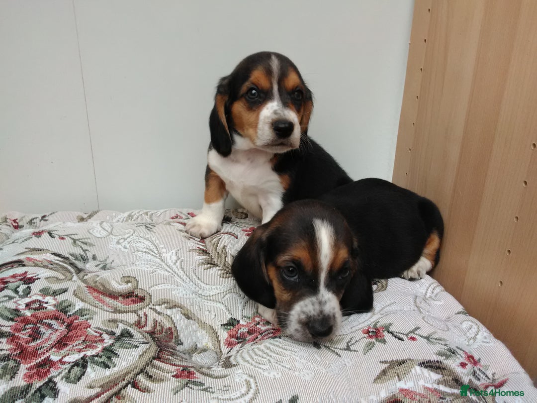 Basset Hound dogs for sale: Basset hound pups  - Image 6