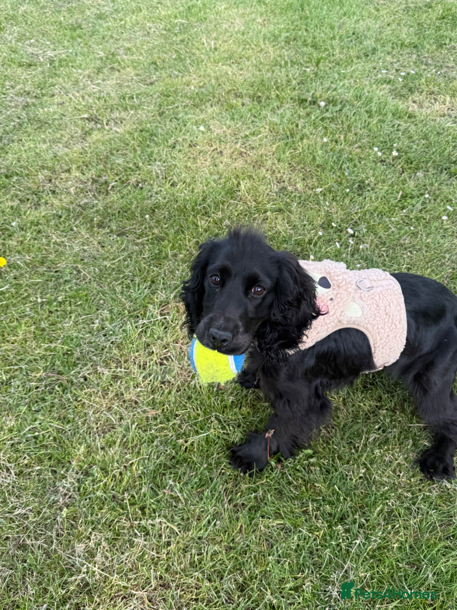 Cocker Spaniel dogs 8 month old show cocker spaniel girl - Advert 2