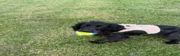 Cocker Spaniel dogs for sale: 8 month old show cocker spaniel girl - Advert 4