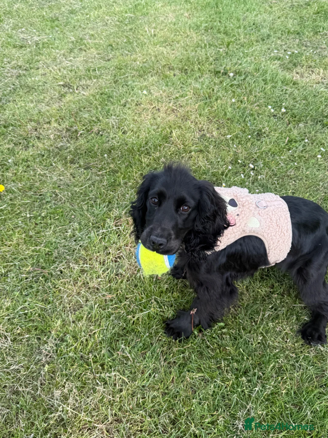 Cocker Spaniel dogs for sale: 8 month old show cocker spaniel girl - Advert 4