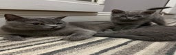 British Shorthair cats for sale: Beautiful Female Kittens Half British Shorthair - Advert 2