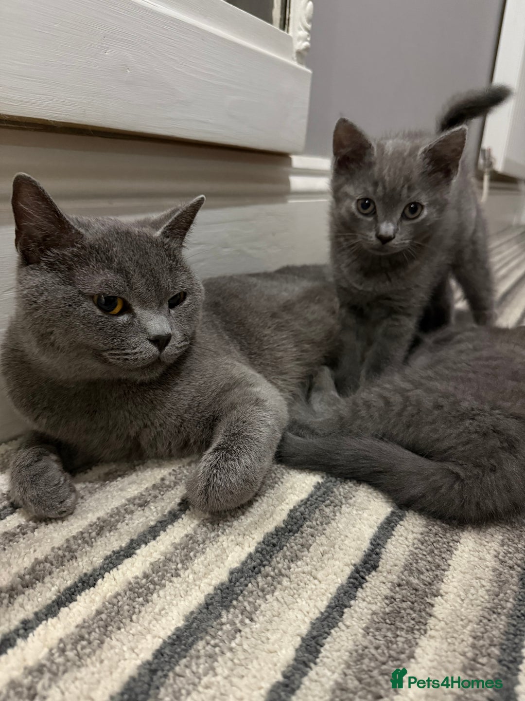 British Shorthair cats for sale: Beautiful Female Kittens Half British Shorthair - Advert 2