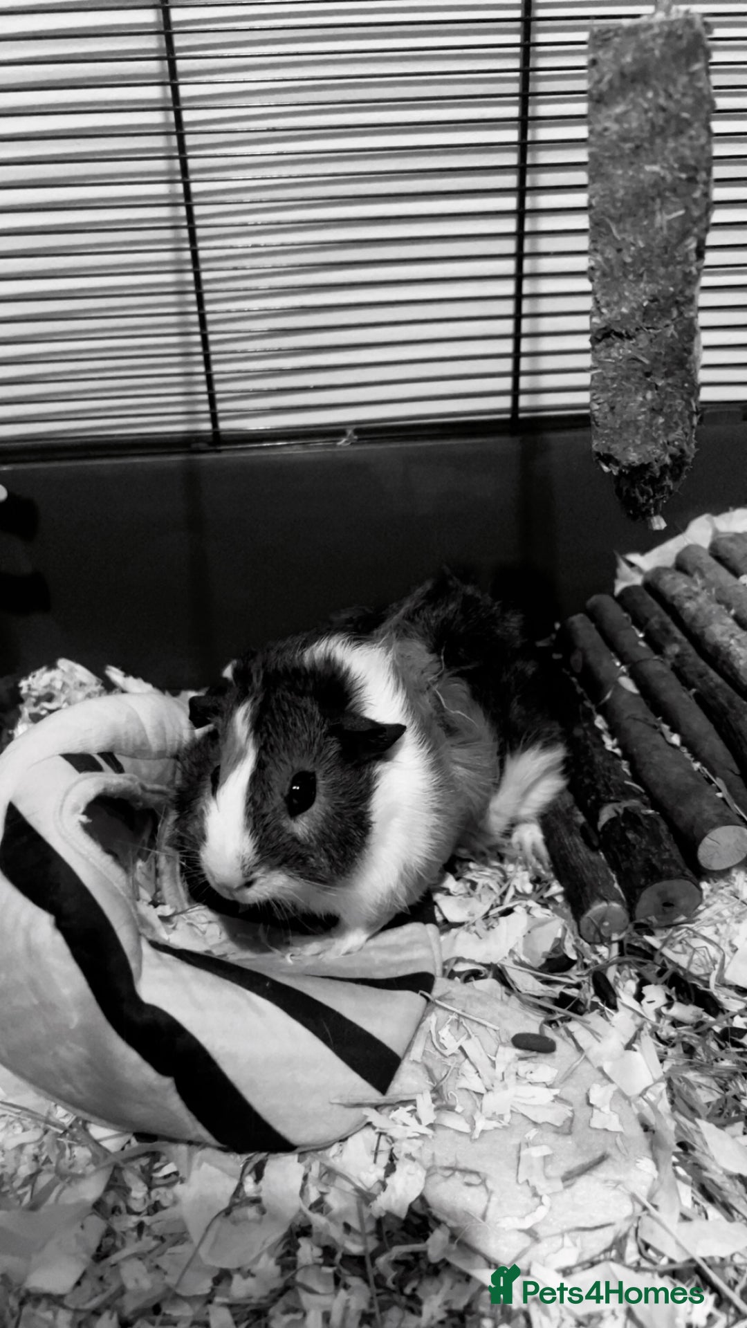 Guinea Pig rodents for sale: guinea pig  - Advert 1