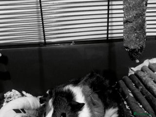 Guinea Pig rodents guinea pig - Advert 2