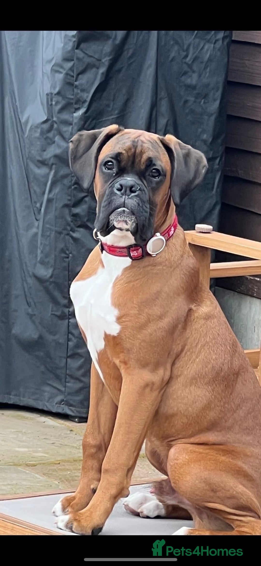 Boxer dogs for stud: Boxer Stud KC Reg & Proven - Advert 8