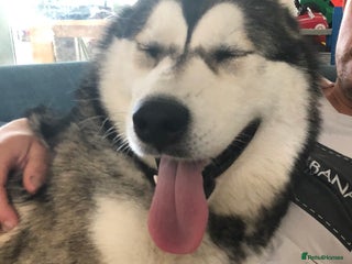 Alaskan Malamute dogs Alsaskan malamute puppies - Advert 1