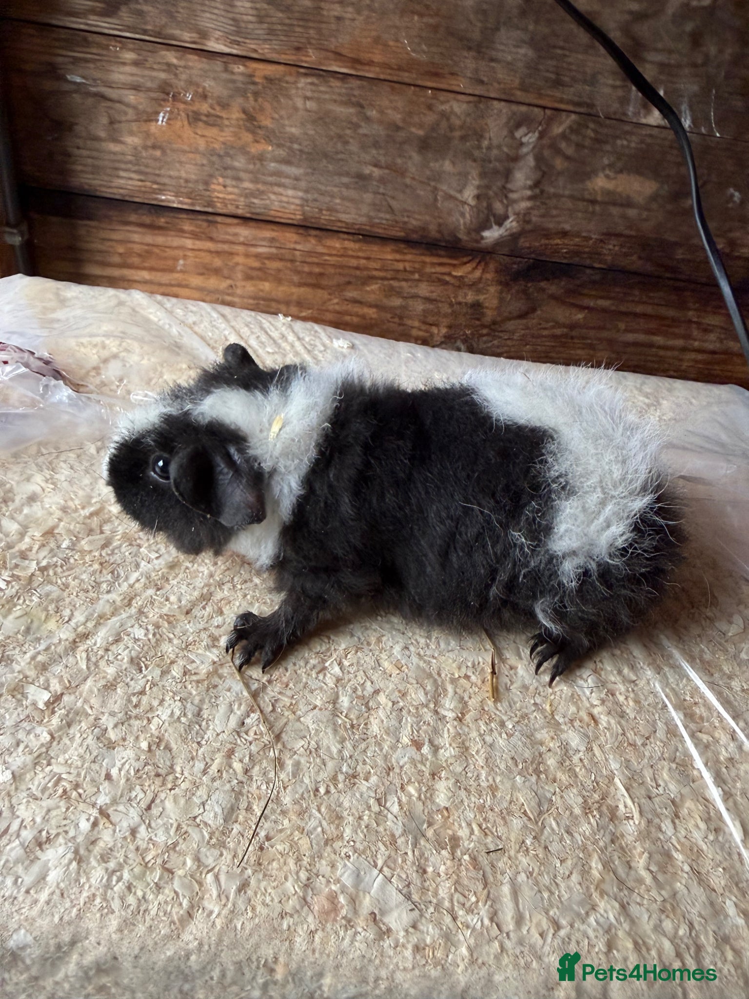 Guinea Pig rodents Guniea pigs  - Advert 2