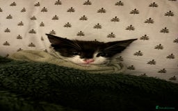 Mixed Breed cats for sale: 3 cute kittens ready for new home - Image 9