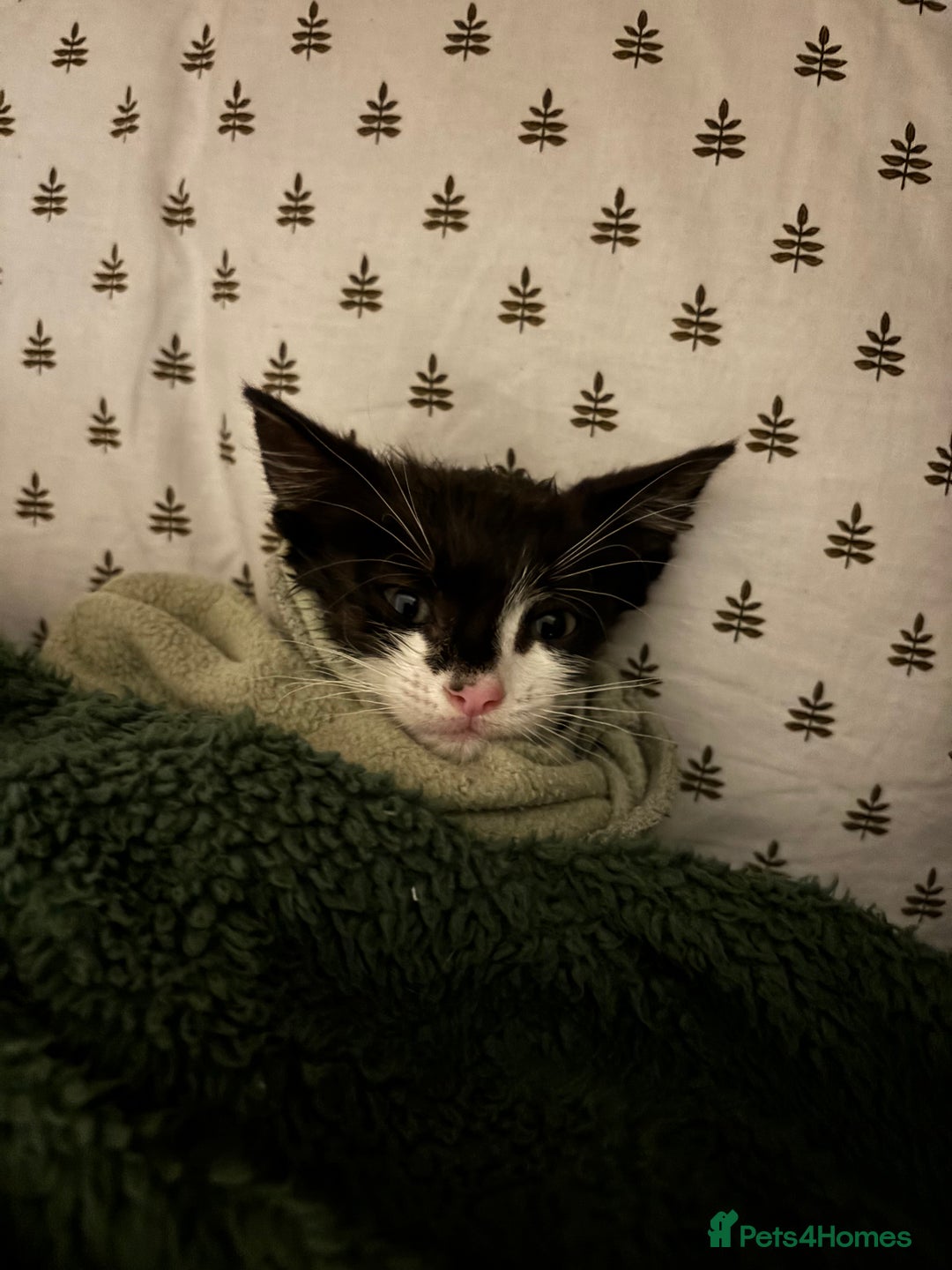 Mixed Breed cats for sale: 3 cute kittens ready for new home - Image 9