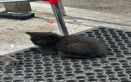 Mixed Breed cats for sale: 3 female kittens ready to go  - Image 14