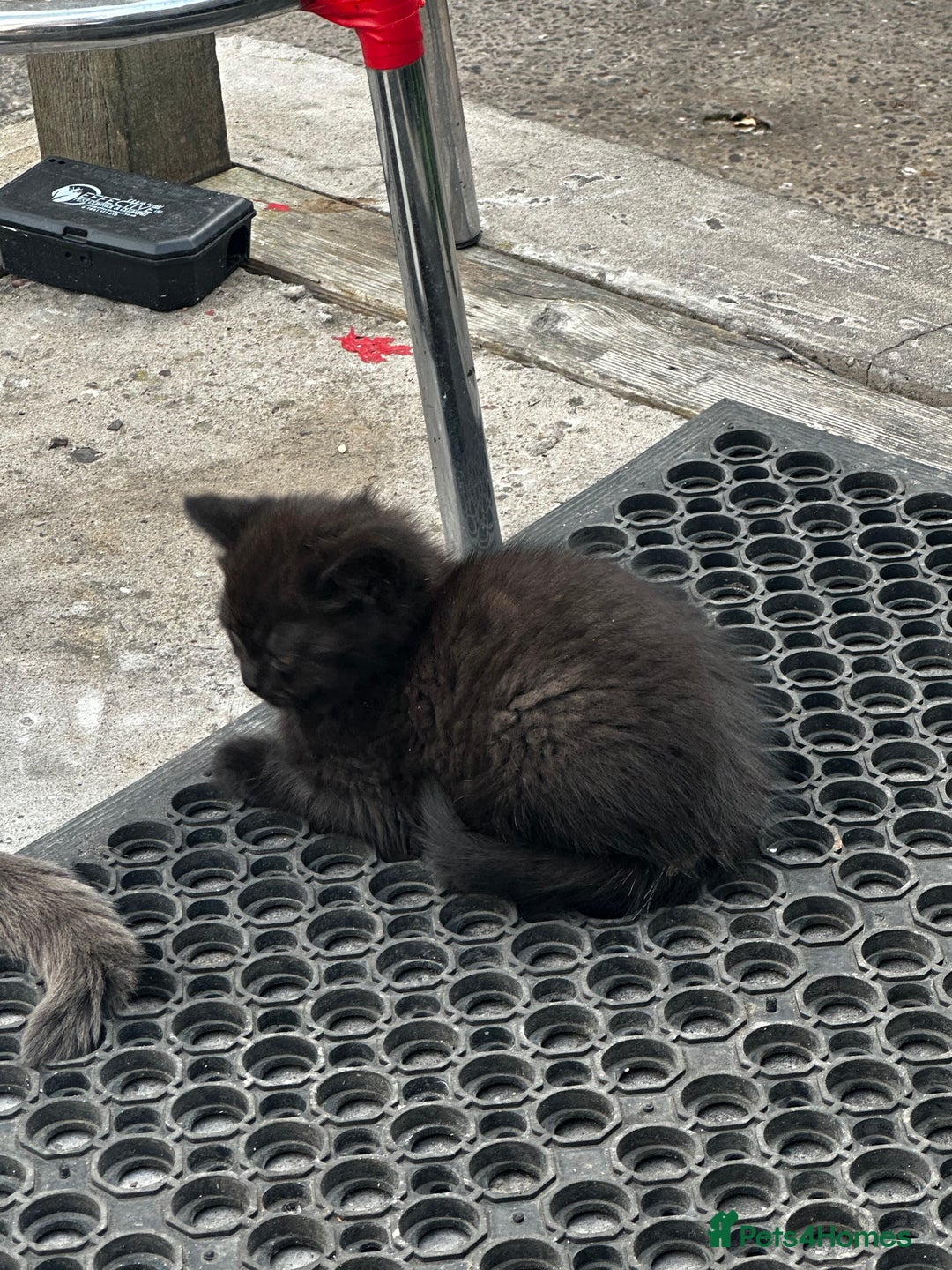 Mixed Breed cats for sale: 3 female kittens ready to go  - Image 14