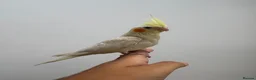 Cockatiels birds for sale: 9 Week Hand tamed female baby cockatiel dna tested in London - Advert 3