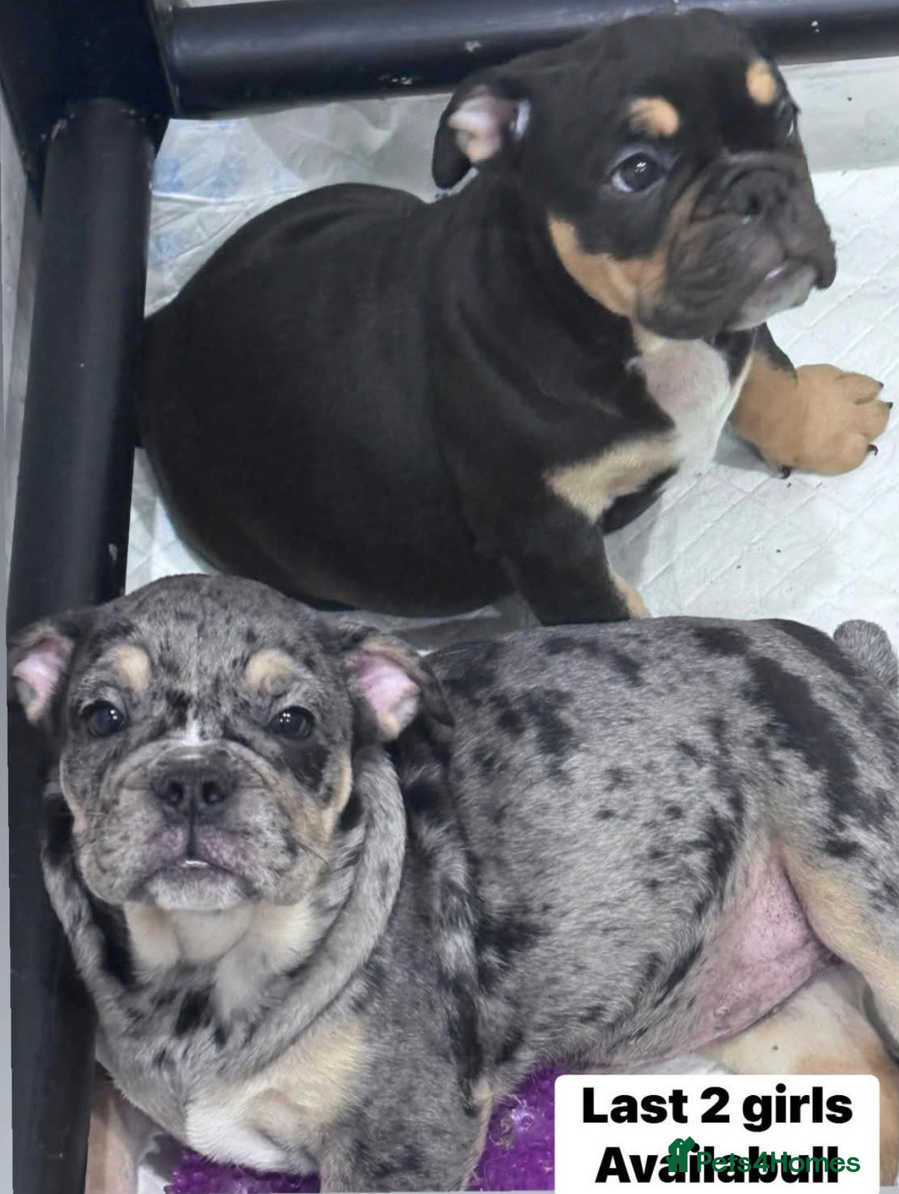 English Bulldog dogs Last 2 healthy happy pups reduced to leave now.  - Advert 7