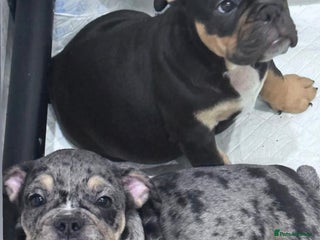 English Bulldog dogs Last 2 healthy happy pups reduced to leave now. - Advert 7