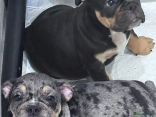 English Bulldog dogs Last 2 healthy happy pups reduced to leave today - Advert 10