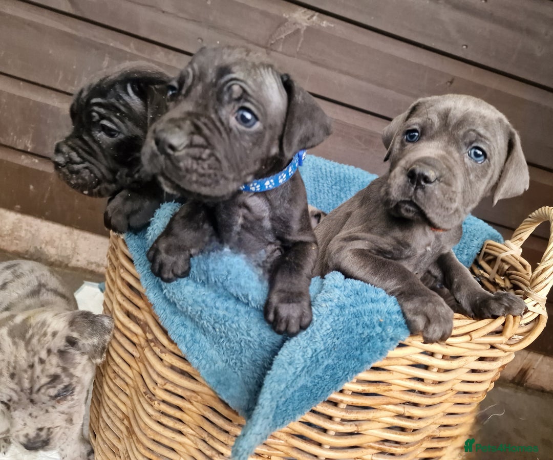 Mixed Breed dogs for sale: Cane Corso X Neapolitan Mastiff mix pups for sale - Advert 4