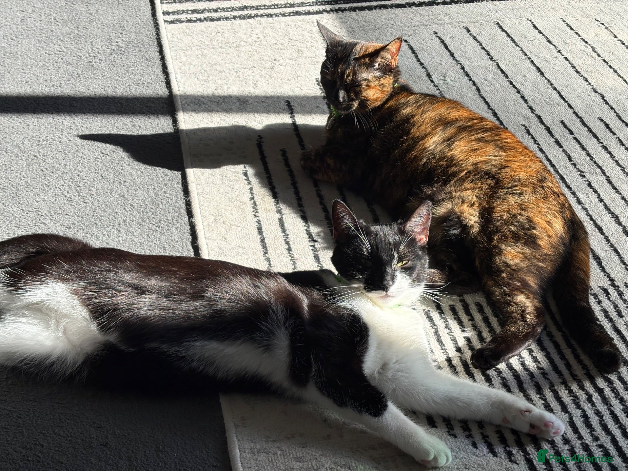 British Shorthair cats 2 female cats both spayed PRICE NEGOTIABLE  - Advert 3