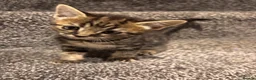American Shorthair cats for sale: 4 male american shorthairs in Farnborough - Advert 11