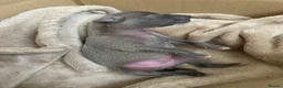Italian Greyhound dogs for sale: PETITE KC Italian greyhound puppies Europ. lineage - Advert 16