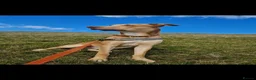 Mixed Breed dogs for sale: BullGreyhound x Border Collie 8 months old male  - Advert 2