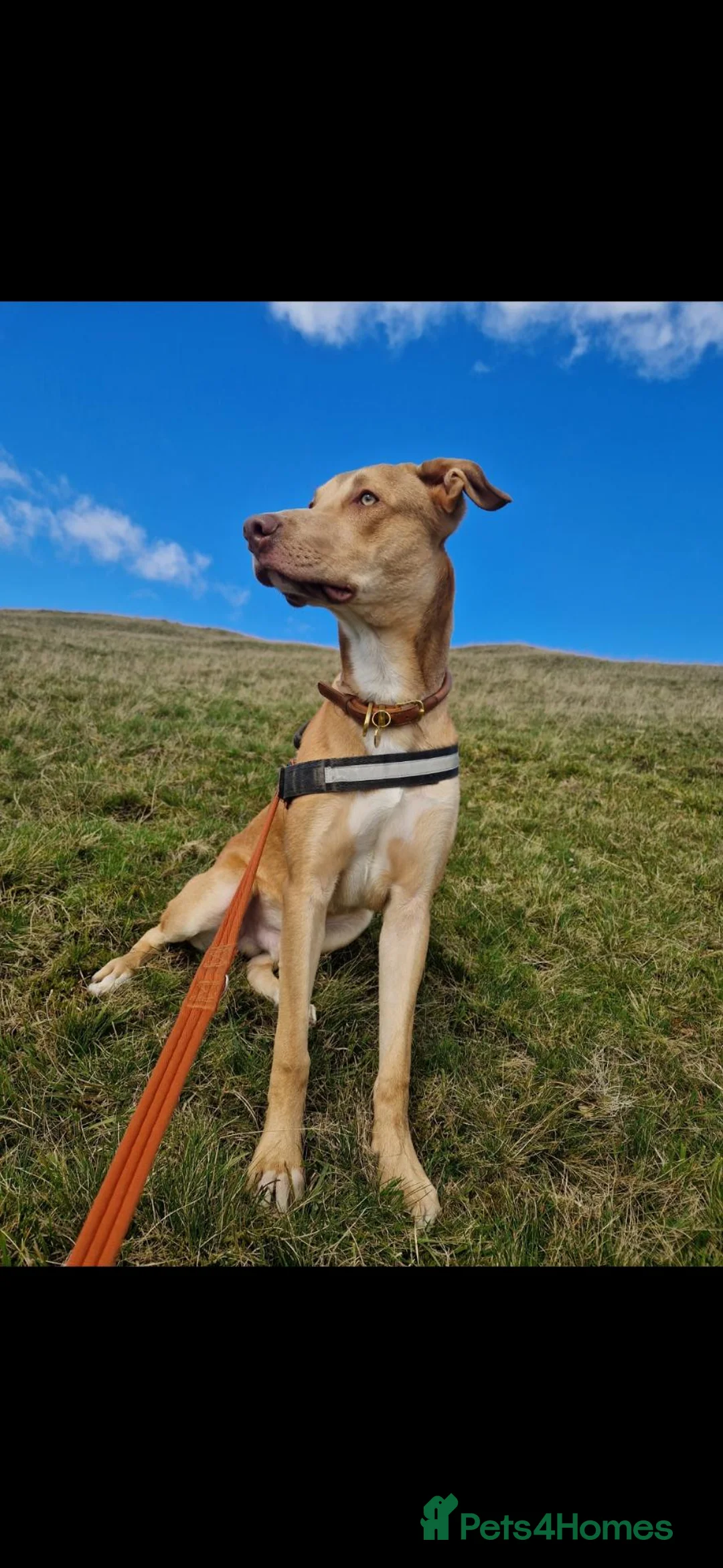 Mixed Breed dogs for sale: BullGreyhound x Border Collie 8 months old male  - Advert 2