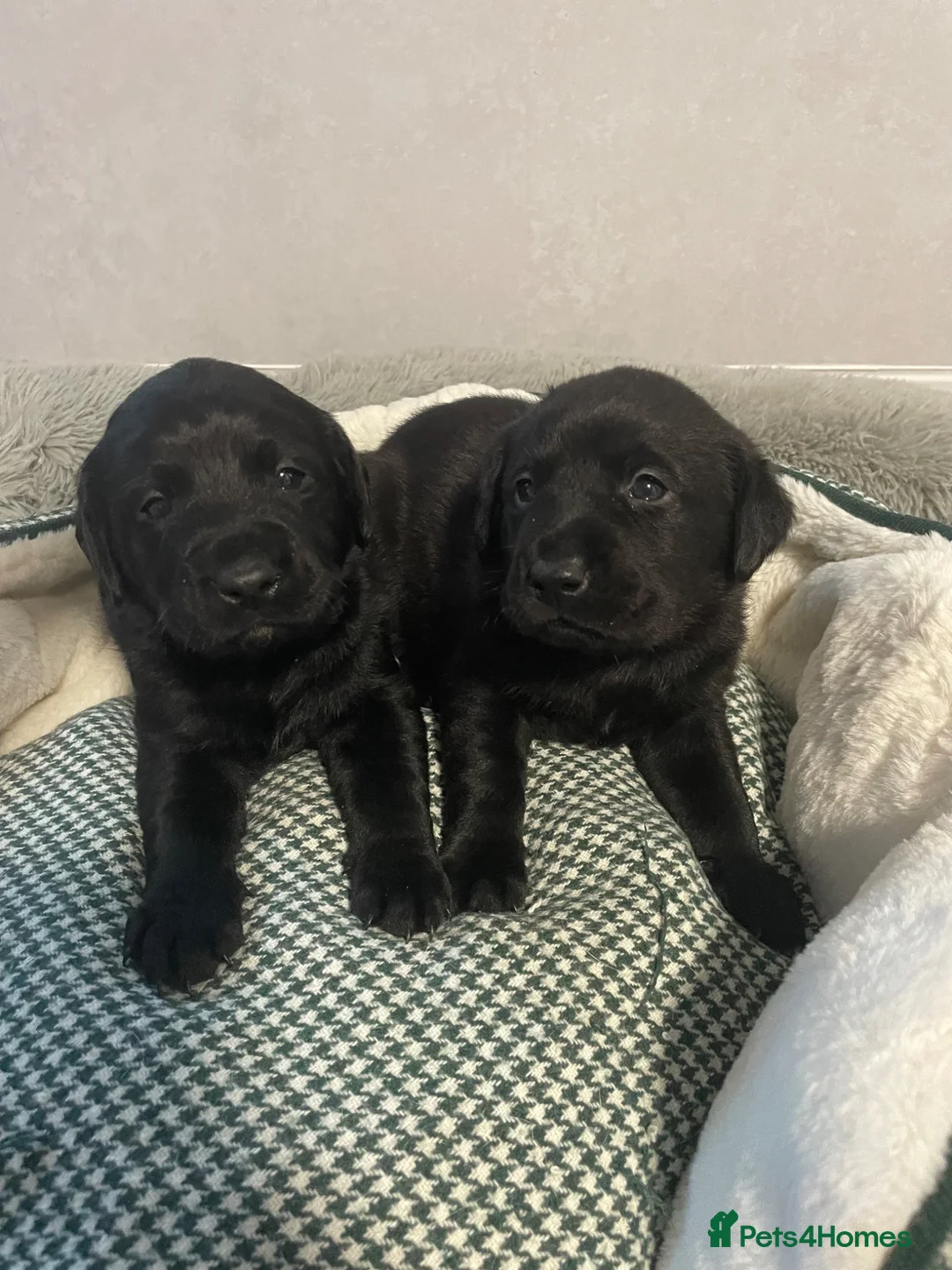 Labrador Retriever dogs for sale: Adorable Labrador puppies  - Advert 4