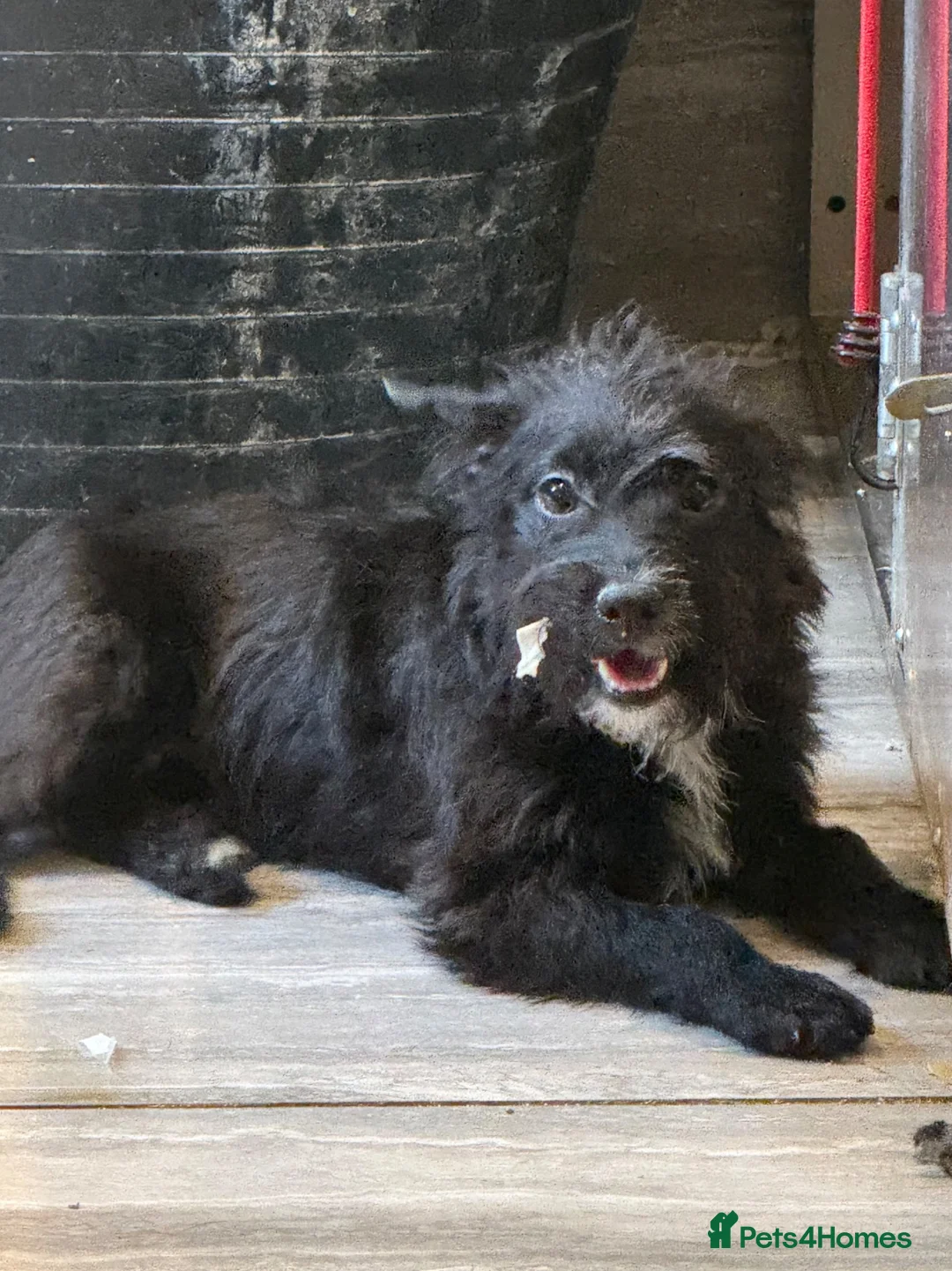 Patterdale Terrier dogs for sale: Patterdale female available  - Advert 1