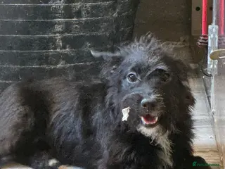 Patterdale Terrier dogs Patterdale female available - Advert 4