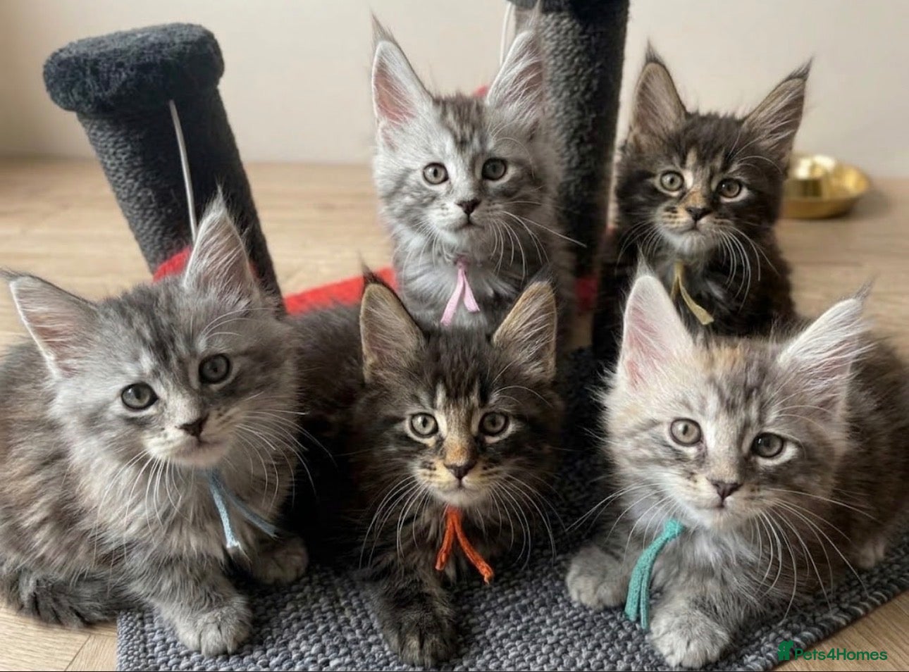 Maine Coon cats ACTIVE tica Maine coon kittens - Advert 21