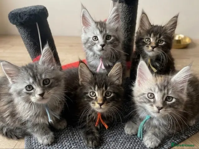 Maine Coon cats ACTIVE tica Maine coon kittens - Advert 18