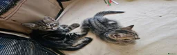 Mixed Breed cats for sale: Stunning Bombay Cross Kittens – Trained & Playful - Advert 19