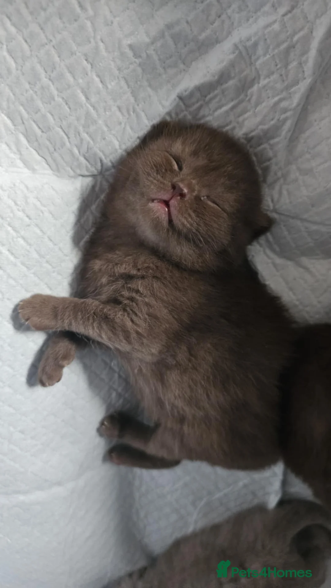 British Shorthair cats for sale: ✨ Stunning British Shorthair Kittens Available ✨ - Advert 11