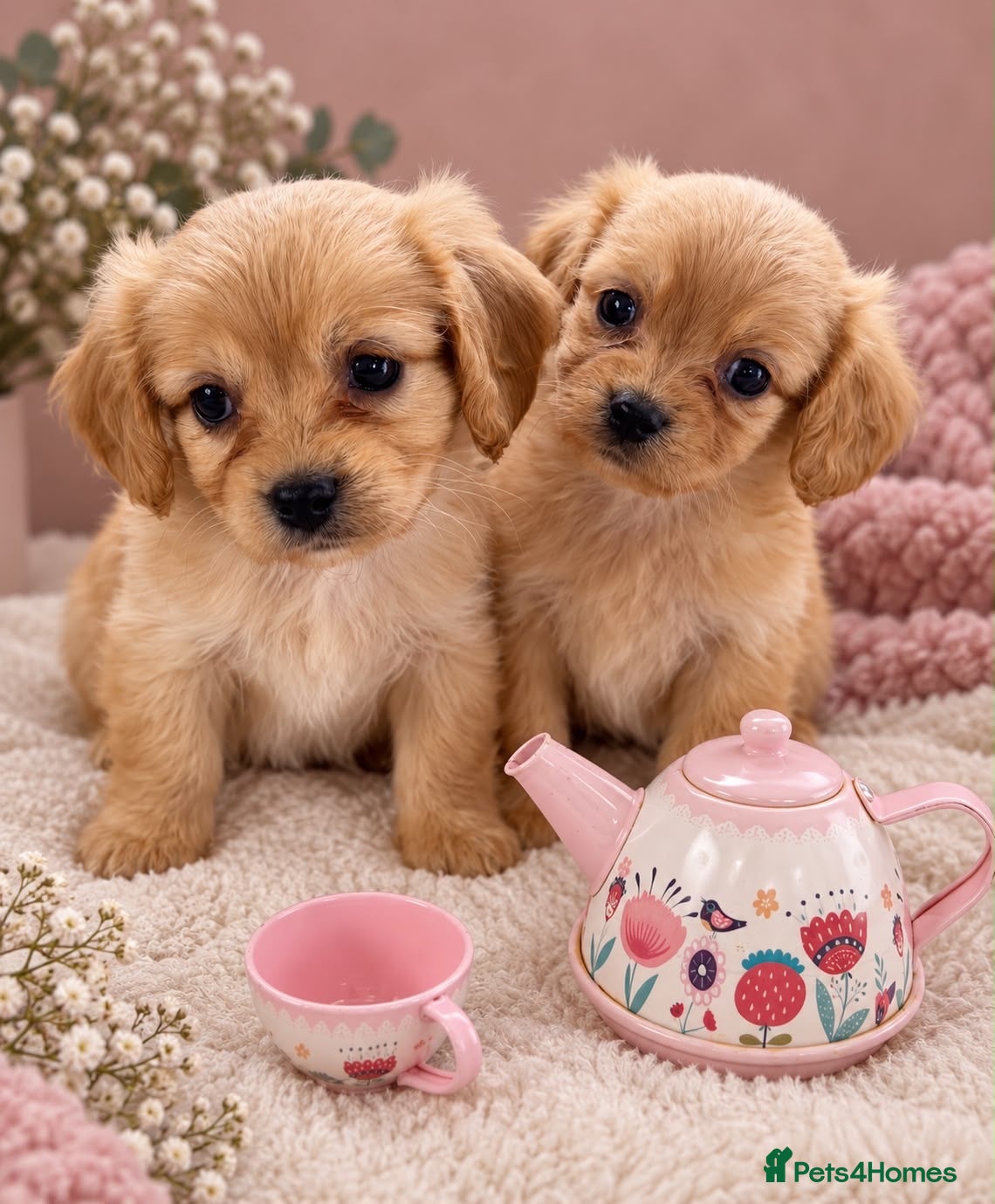 Cavachon dogs Lovely Cavachon puppies  - Advert 5