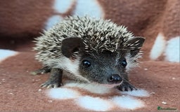 Pygmy Hedgehog rodents for sale: African Pygmy Hedgehog Hoglets  - Image 11