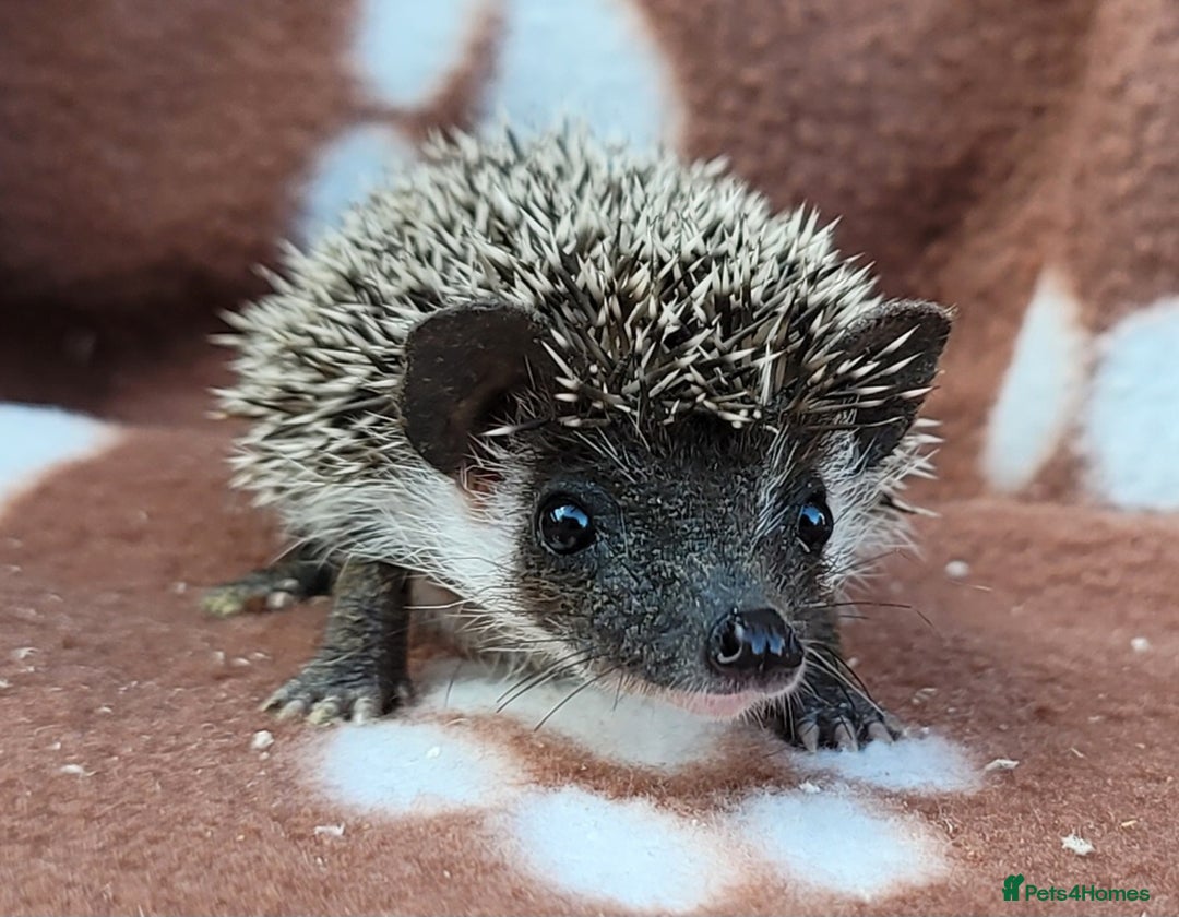 Pygmy Hedgehog rodents for sale: African Pygmy Hedgehog Hoglets  - Image 11