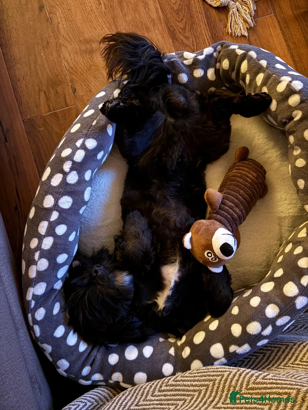 Mixed Breed dogs for sale: 6-Month-Old Lhasa Apso x Shih Tzu for a 4ever Home - Advert 2