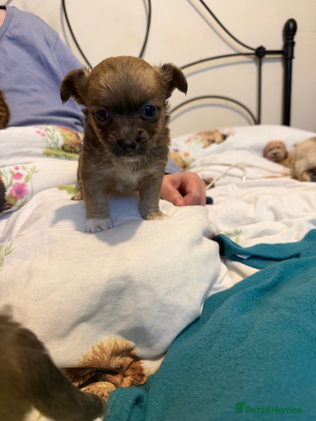 Mixed Breed dogs for sale: 3 beautiful mixed breed Chihuahuas  - Advert 2