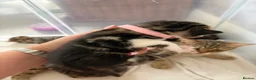 Mixed Breed cats for sale: 5 kittens reserved - Advert 8